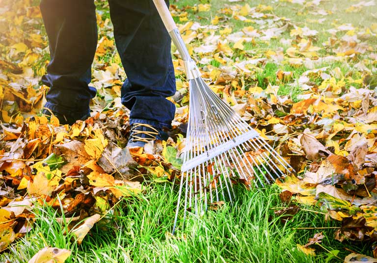 Fall Clean-Up